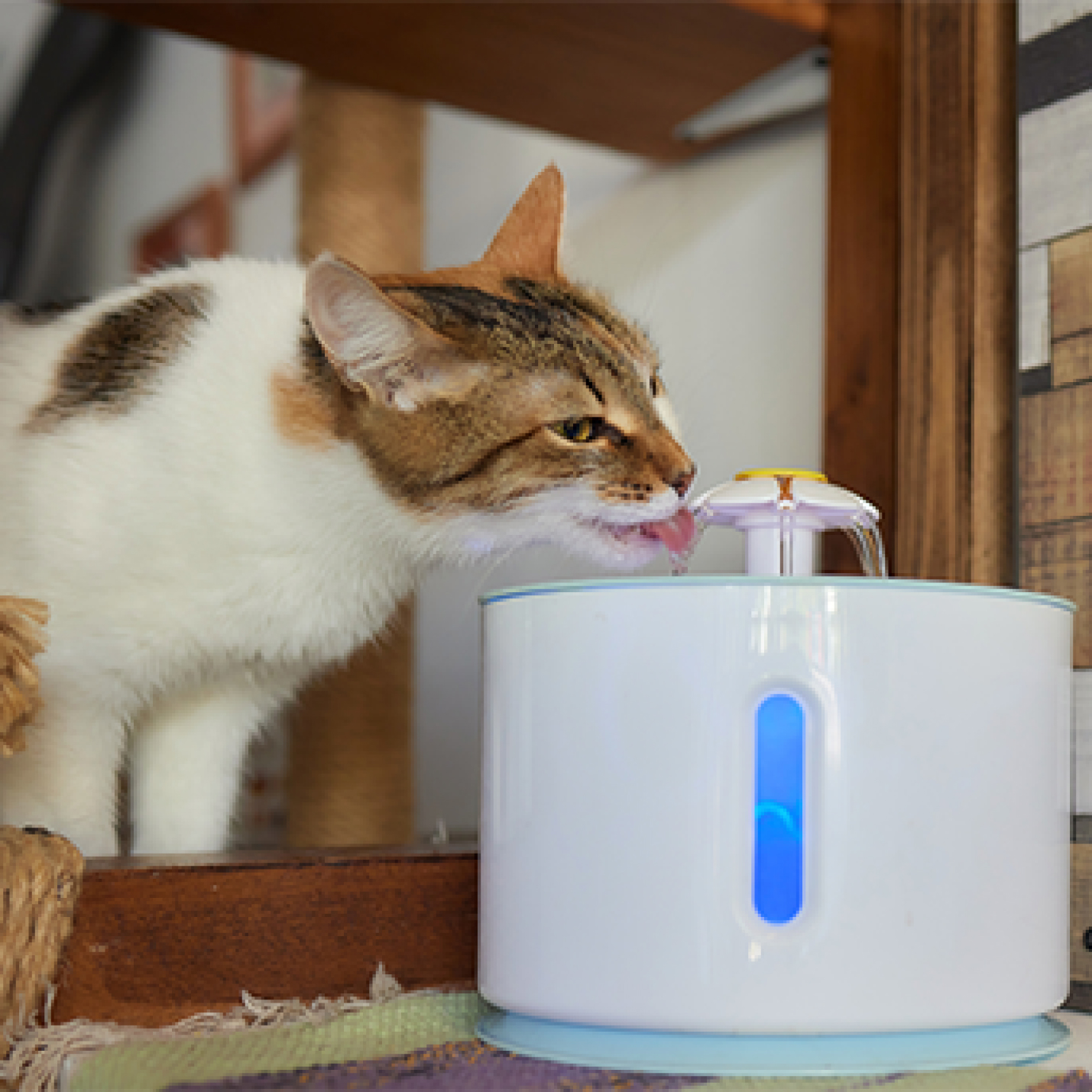 Gato tomando agua de fuente.jpg
